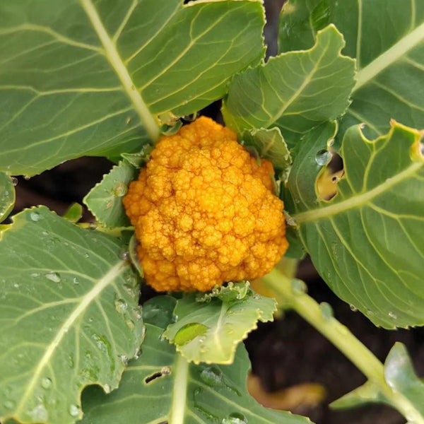 Golden Cauliflower (Brassica oleracea var. Botrytis) Seeds, 100 Seeds