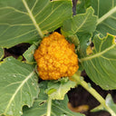 Golden Cauliflower (Brassica oleracea var. Botrytis) Seeds, 100 Seeds