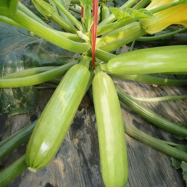 'Zaoqing No.1' Zucchini Seeds, 5g