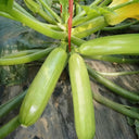 'Zaoqing No.1' Zucchini Seeds, 5g