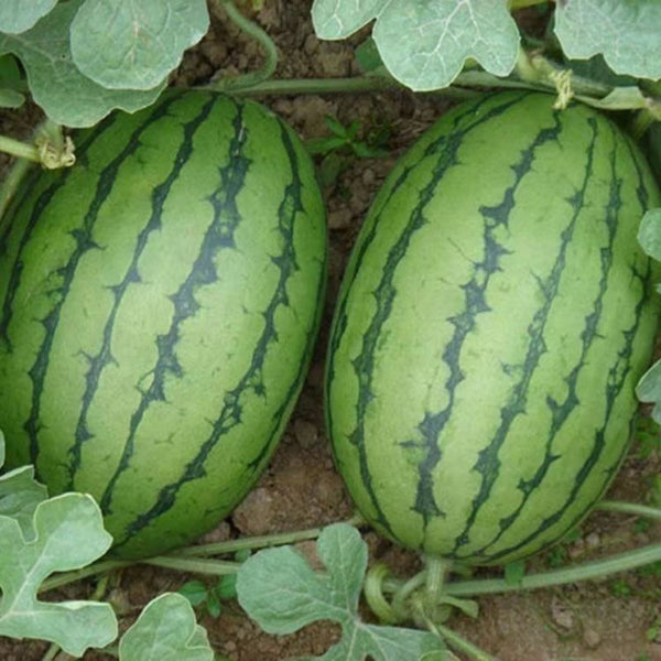 'Crimson Jewel' Red Flesh Watermelon Seeds, 200 Seeds