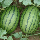'Crimson Jewel' Red Flesh Watermelon Seeds, 200 Seeds