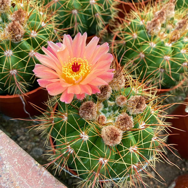 Parodia ottonis 'Pink Flower', 3-4cm