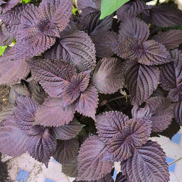 Large-Leaf Perilla Seeds, 2g