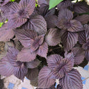 Large-Leaf Perilla Seeds, 2g
