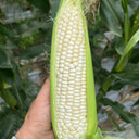 Huanuo No.2 Waxy Corn Seeds, 200g