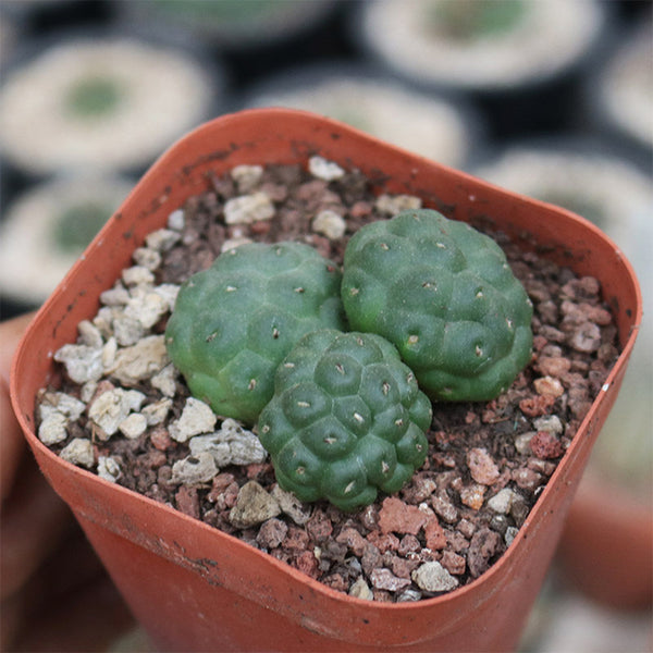 Tephrocactus bonnieae, 2-3cm