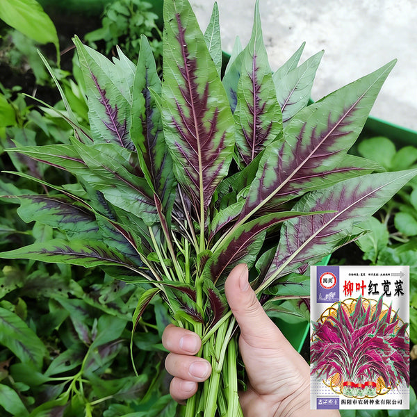Willow-Leaf Red Amaranth Seeds, 10g
