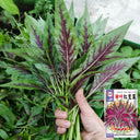 Willow-Leaf Red Amaranth Seeds, 10g