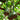 Swan Gourd, 15 Seeds