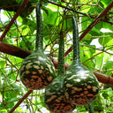 Swan Gourd, 15 Seeds