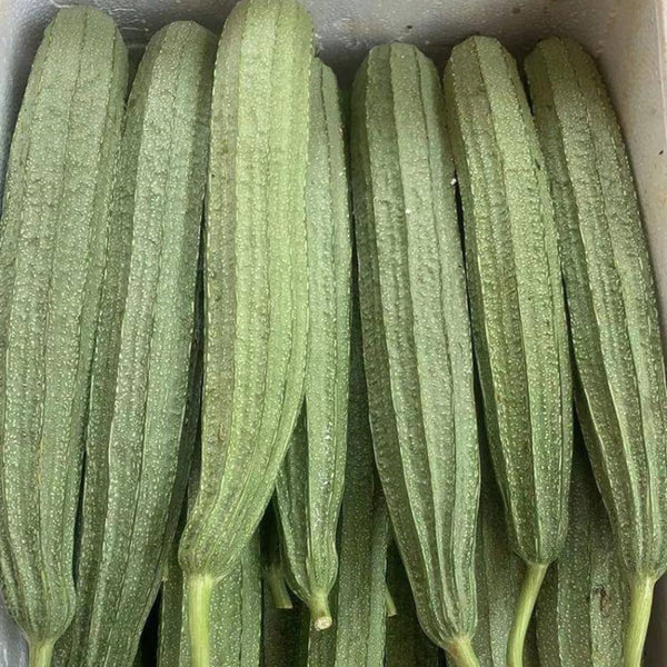 Jiemei Speckled Ridge Gourd, 20 Seeds