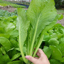 'Huaqing No.1' Sweet Leaf Lettuce Seeds, 20g