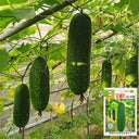 Baoli F1 Hybrid Hairy Gourd, 50 Seeds
