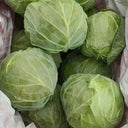 'Xingyou' Fruit Cabbage, 500 Seeds