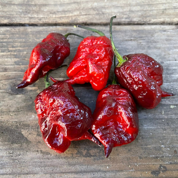 Purple Gator Jigsaw Ghost Pepper, 3 Seeds