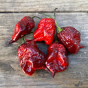 Purple Gator Jigsaw Ghost Pepper, 3 Seeds