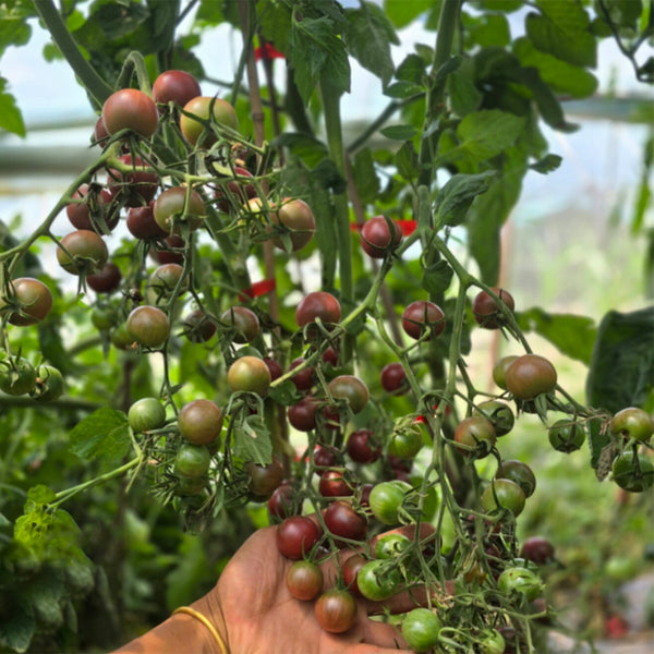 723 French Blue Cherry Tomato, 5 Seeds
