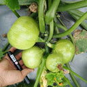 Green Pearl Zucchini Seeds, 10 Seeds