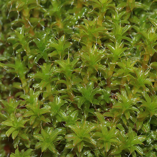 Twisted Moss Seeds, 500 Seeds