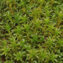Twisted Moss Seeds, 500 Seeds