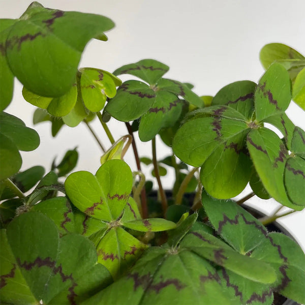 Oxalis deppei 'Mexico BotKA G4', 10 Bulbs