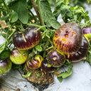 783 Dwarf Sun Queen Tomato, 5 Seeds
