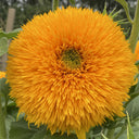 Teddy Bear Sunflower Seeds, 1g