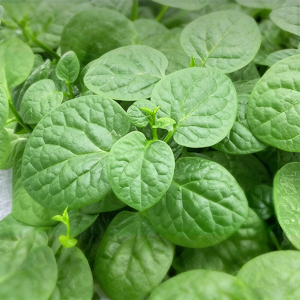'Nongdianzan' Creamy Malabar Spinach Seeds, 10g