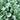 Jiannan 668 Spinach Seeds, 300g