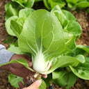 'Huanghe 437' Bok Choy Seeds, 10g