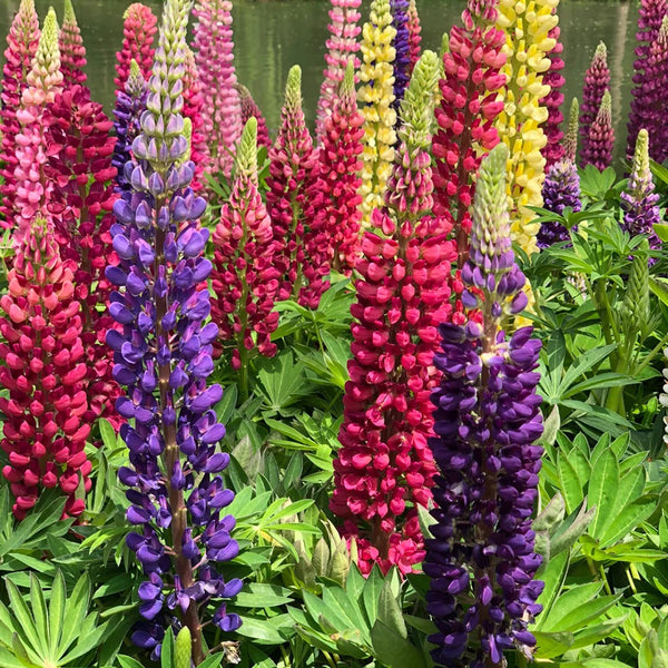 Mixed Color Lupin, 100 Seeds