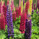 Mixed Color Lupin, 100 Seeds