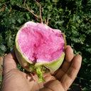 Beijing Mantanghong Radish Seeds, 10g