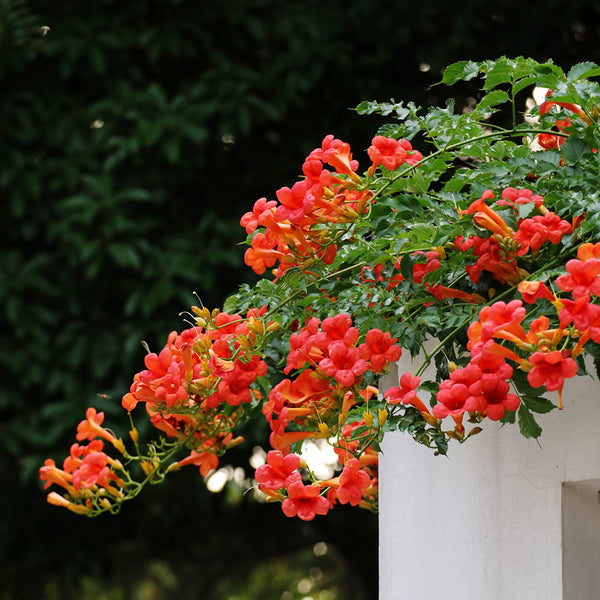 Chinese Trumpet Vine Seeds, 100 Seeds