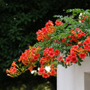 Chinese Trumpet Vine Seeds, 100 Seeds