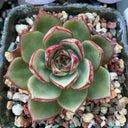 Echeveria cv. 'Bullfighter', 3pcs x 1-head