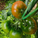 Yashu No.11 Tomato Seeds, 100 Seeds
