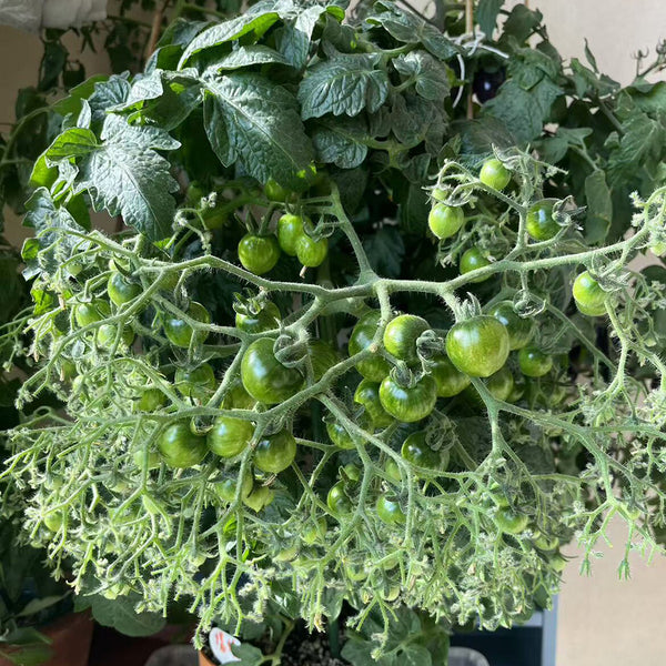 800 Explosion Head Mini Dark Stripe Tomato, 3 Seeds