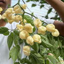 White Habanero Pepper, 5 Seeds
