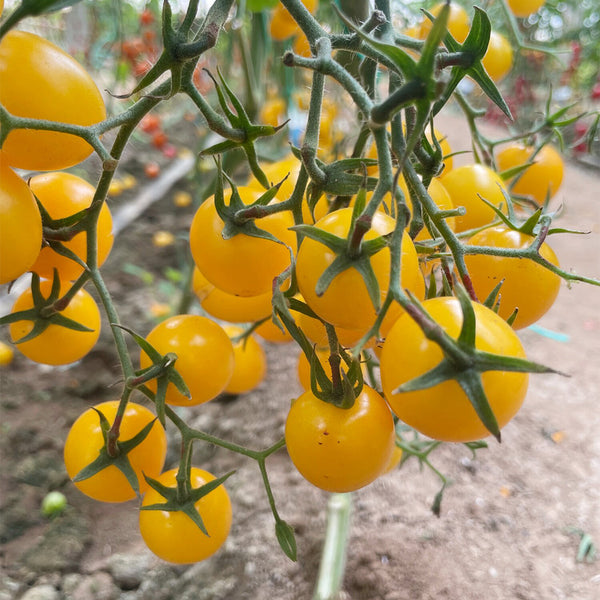 Charlotte Cherry Tomato, 5 Seeds