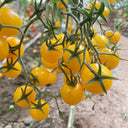 Charlotte Cherry Tomato, 5 Seeds