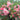 Camellia-Flowered Balsam (Mixed Colours) Seeds, 1g