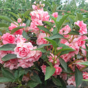 Camellia-Flowered Balsam (Mixed Colours) Seeds, 1g