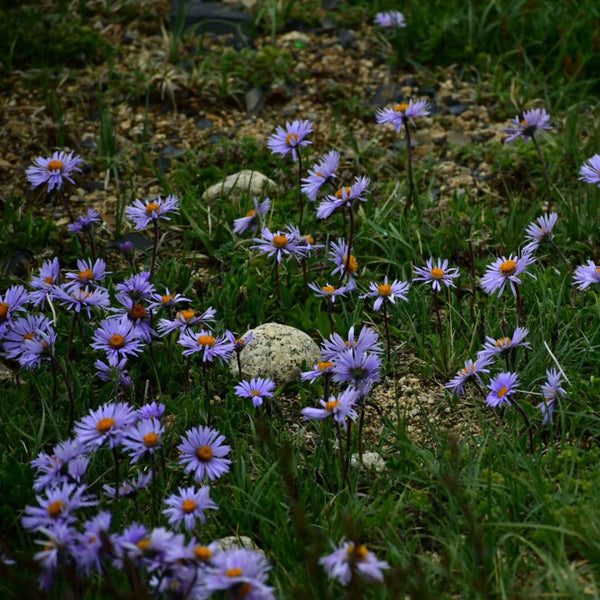 Alpine Aster Mix Seeds, 500 Seeds