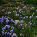 Alpine Aster Mix Seeds, 500 Seeds