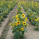 Duotou Nuanyang Sunflower, 50 Seeds