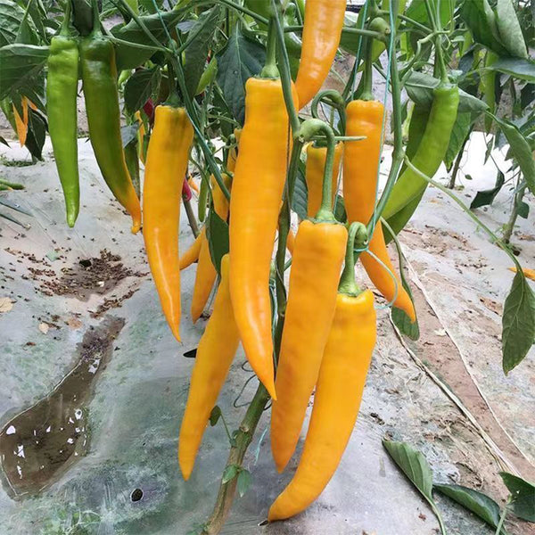 Golden Fragrant Horn Pepper Seeds, 100 Seeds