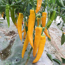 Golden Fragrant Horn Pepper Seeds, 100 Seeds