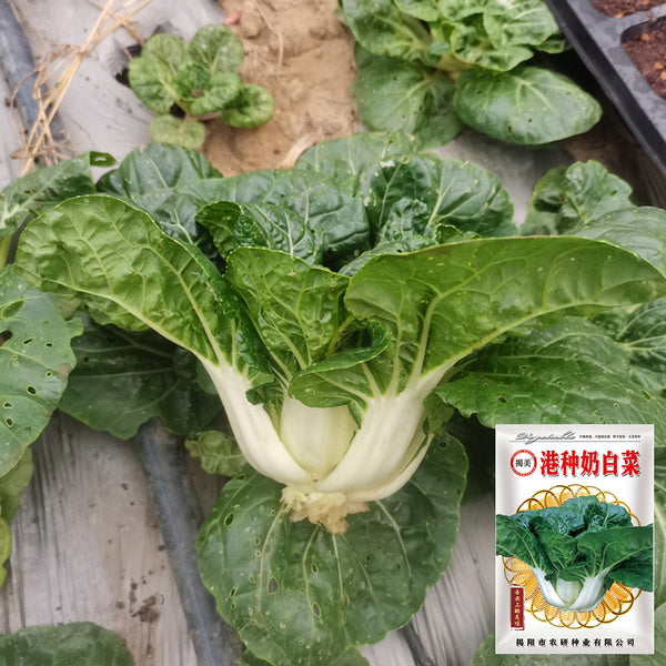 Hong Kong Milky Pak Choi Seeds, 20g